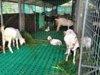 goat flooring plastic