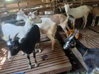Farm Goats