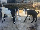 Goats