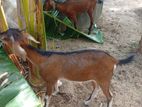 Goat Kidai