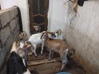 Farm Goats