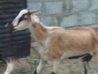 Goats