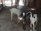 Farm Goats