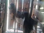 Farm Goat