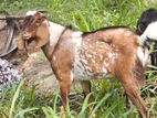 Goats