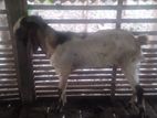 Farm Goat