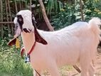 Female Goat