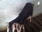 Female Goat