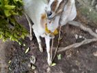 Farm Goat