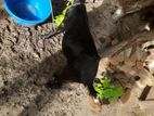 Farm Goat