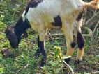 Male Goat.