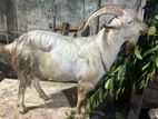 Goats (Eluwan)