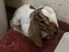 Baby Goat