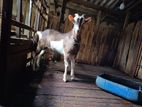 Goat