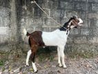 Goat Dharga Town