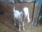 Goat (Male)
