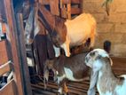 Goats