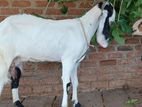 Jamunapari Goat