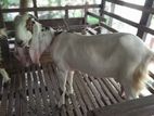 Farm Goat