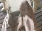 goat for sale