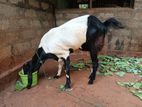 Goat for sale