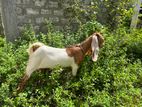 Jamunapari Goat