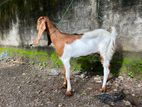 Farm Goat