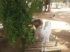 Goats
