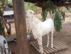 Jamunapari Goat