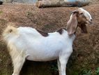 Farm Goat