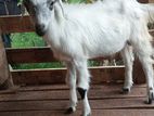 Goats