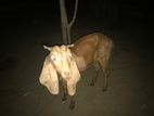 Goat (Eluwa)
