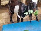 Goats Aadu