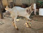 Goat(Male)