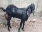 Goats Aadu