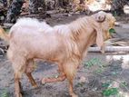 male Goat