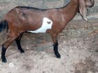 Goat Eluwa