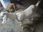 Farm Goat