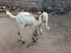 Goat Male