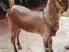 Farm Goat