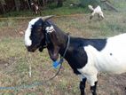 Kidai Goat