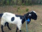 Farm Goat