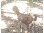 Farm Goat