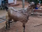 Farm Goat