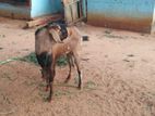 Farm Goat