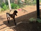 Farm Goats