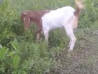 Farm Goat