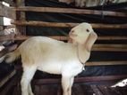 Farm Goat