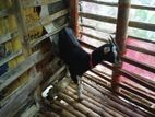 Farm Goat