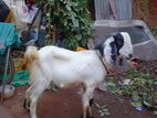 Farm Goat